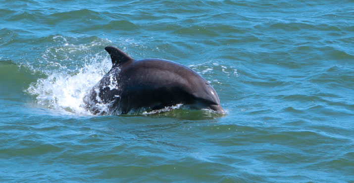 Playful Bottlenose Dolphins in Cape May, NJ
