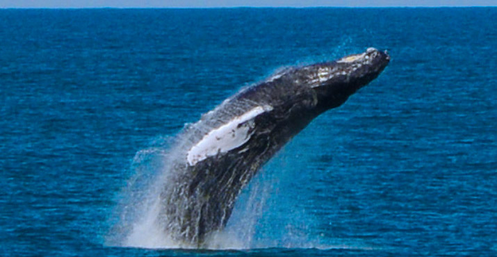 Breaching Humpback Whale off of Cape May, New Jersey